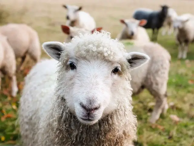 Le mouton perdu