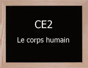 Corps Humain Ce2