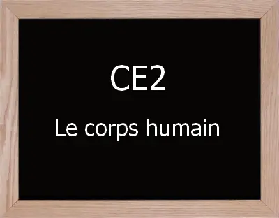 Le Corps Humain En Ce2 Le Coin Des Animateurs