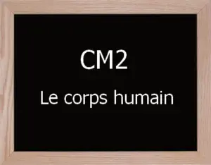 Corps Humain Cm2