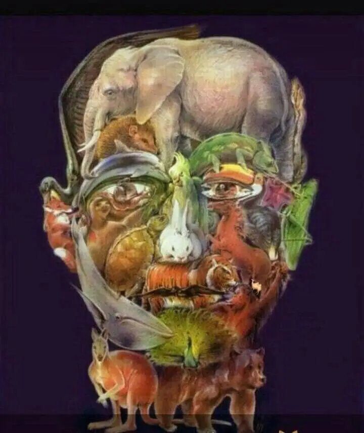 Ou Se Trouve Le Chameau Dans Le Visage Enigme Visuelle Ou Se Trouve Le Chameau Dans Le Visage Enigme Visuelle